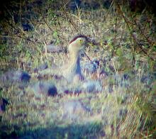 Double-striped Thick-Knee